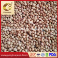 Export Quality Jumbo Peanut Kernels with Factory Price